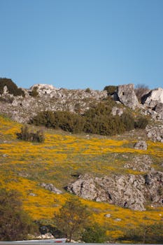 Scenic view of a sunny hillside with yellow wildflowers and rocky terrain.