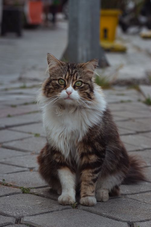 Free A fluffy brown and white cat sitting on a paved urban street. Stock Photo