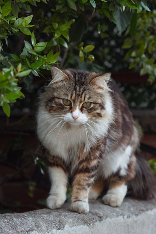 Free A fluffy tabby cat perched on a garden wall surrounded by greenery. Stock Photo