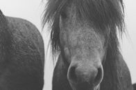 Grayscale Photo of Horse
