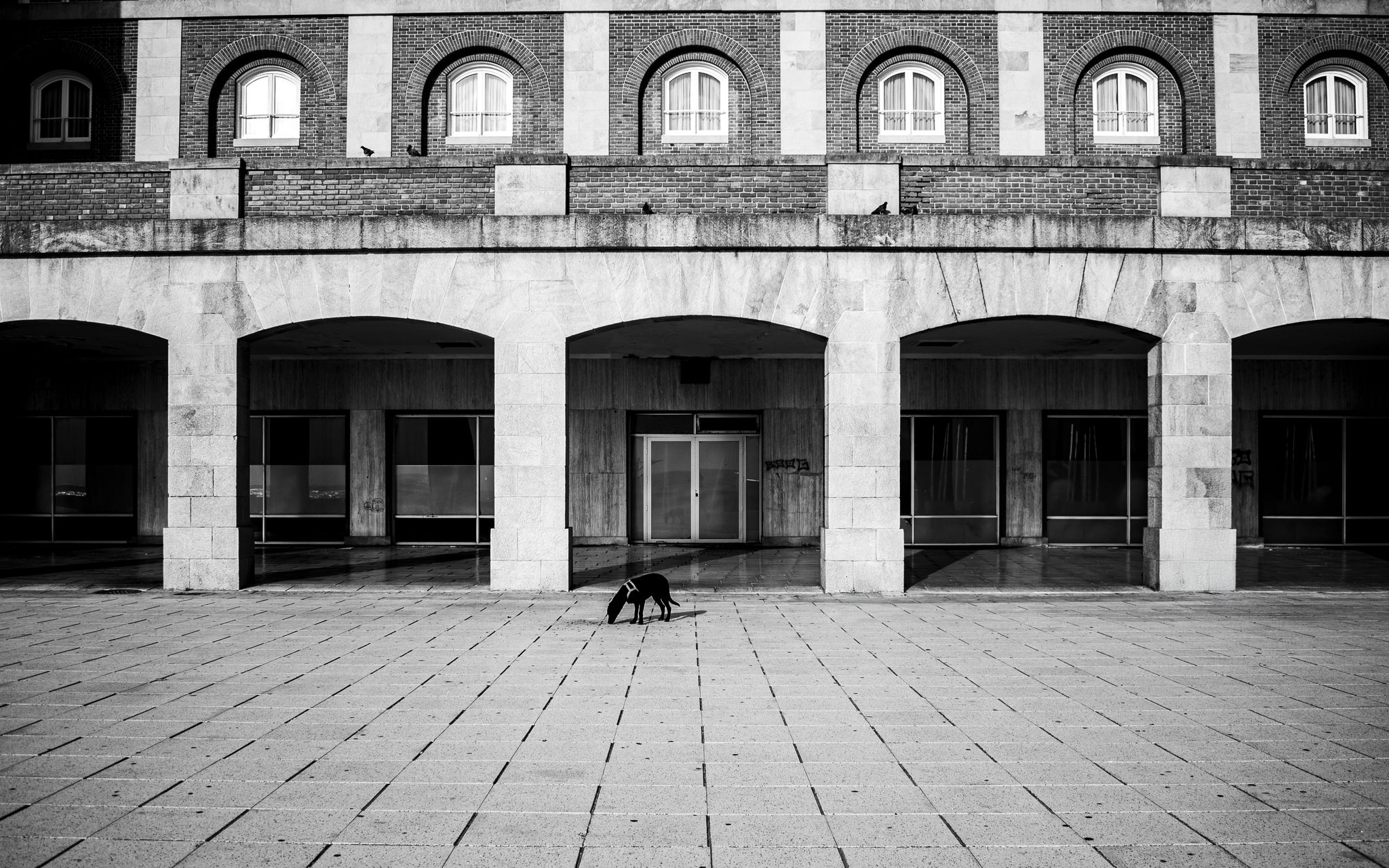 Hondje Cees zorgt voor hilariteit tijdens Taptoe in Den Bosch