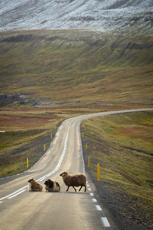 Free Three Animals Crossing the Country Road Stock Photo