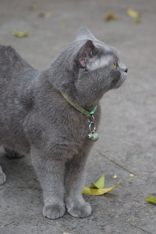 Gato na rua olhando assustado