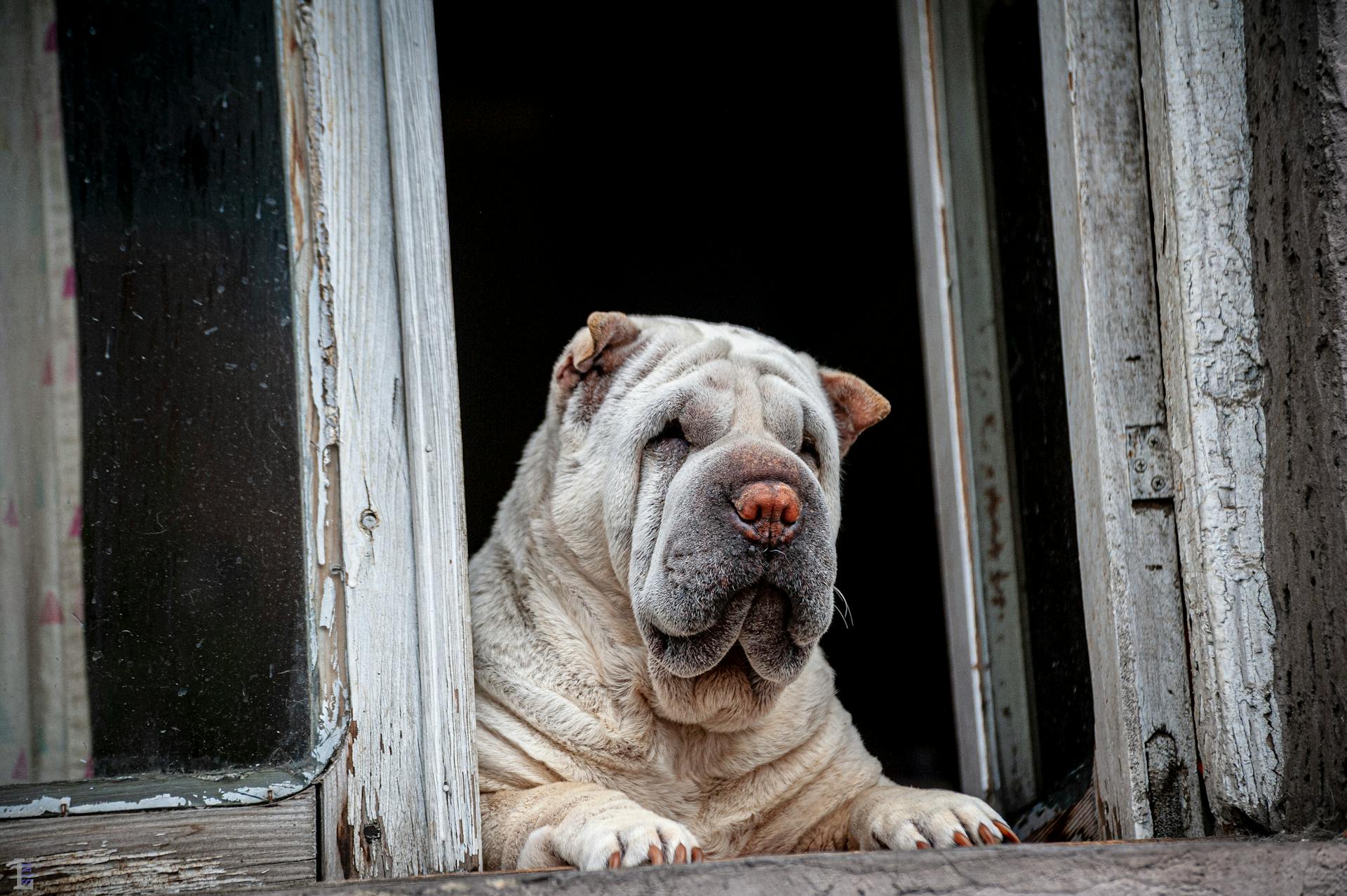 A Shar Pei dog curiously gazes out of an open rustic window. Perfect for pet enthusiasts.