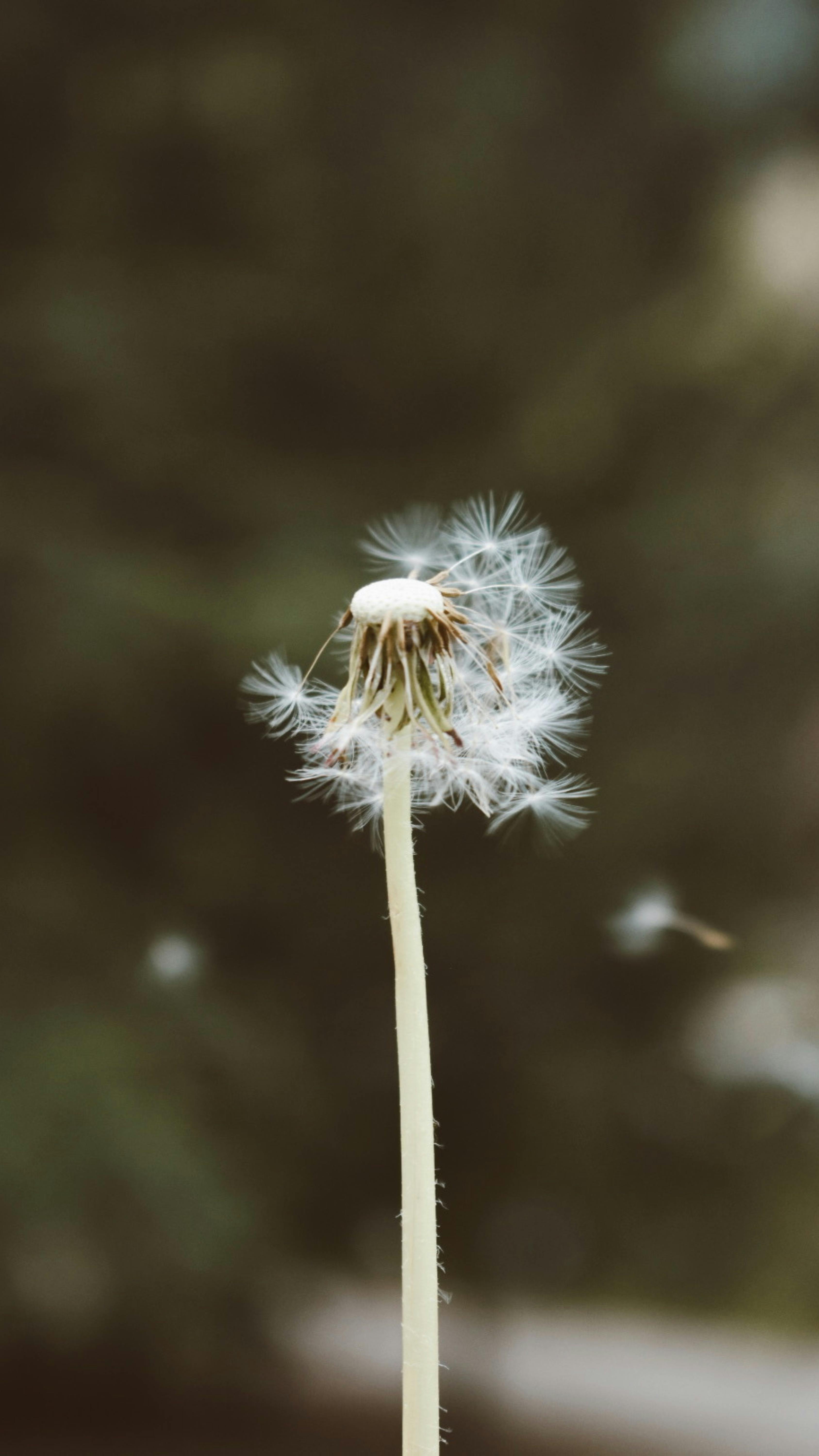 Diente De León Araña De Cristal +8 Bombillas Led-g9 Tricolor