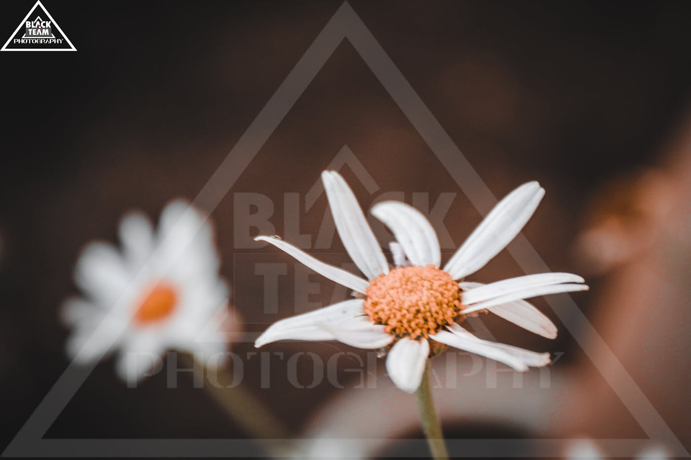 Online-Lernen im Team