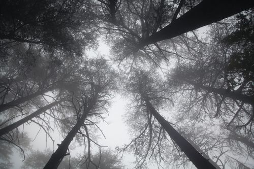 Free Dreamy view of a foggy forest canopy in Ehden, Lebanon, showcasing tall trees enveloped in mist. Stock Photo