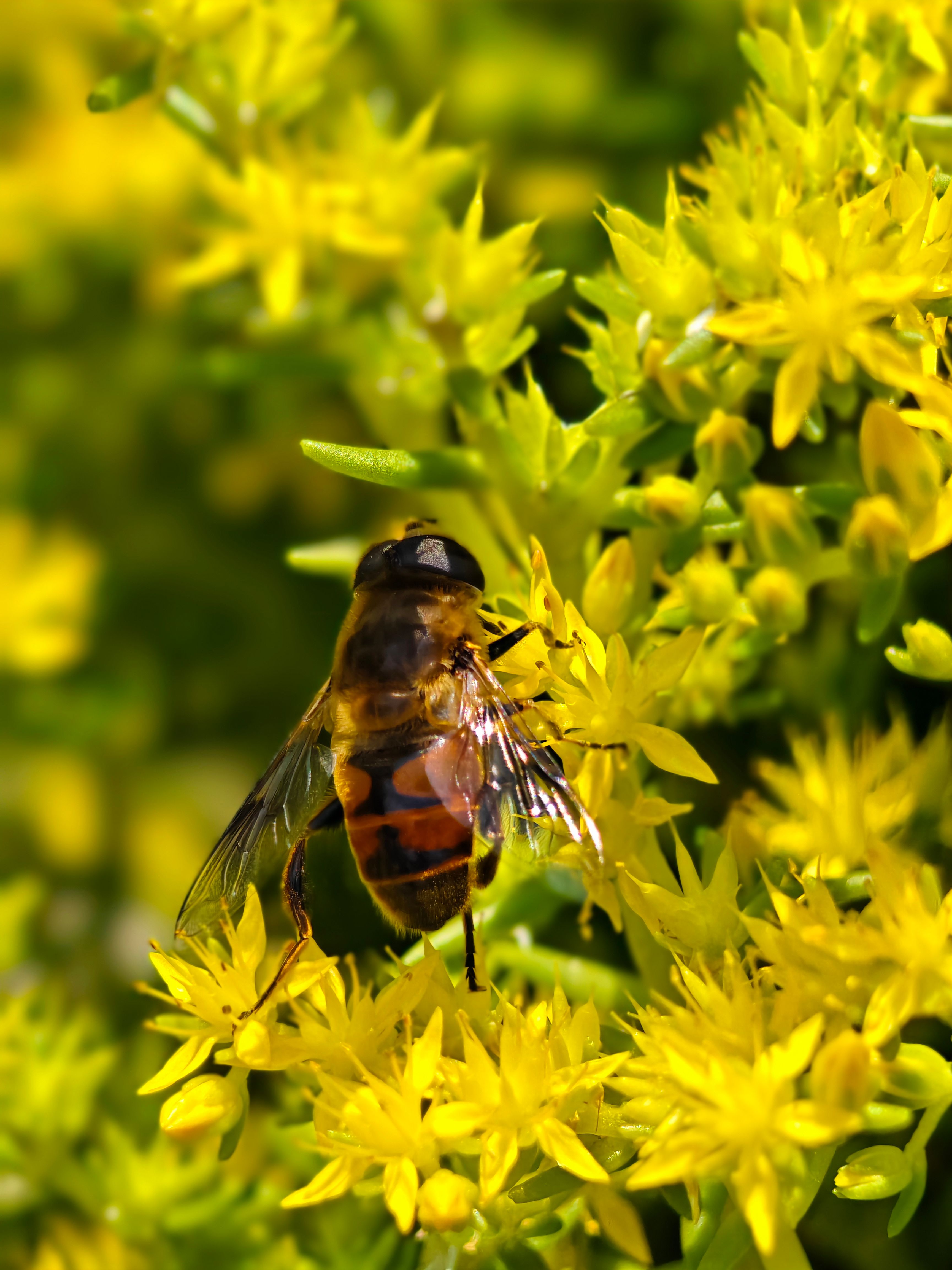 Close-Up of Bee Pollinating Yellow Flowers · Free Stock Photo