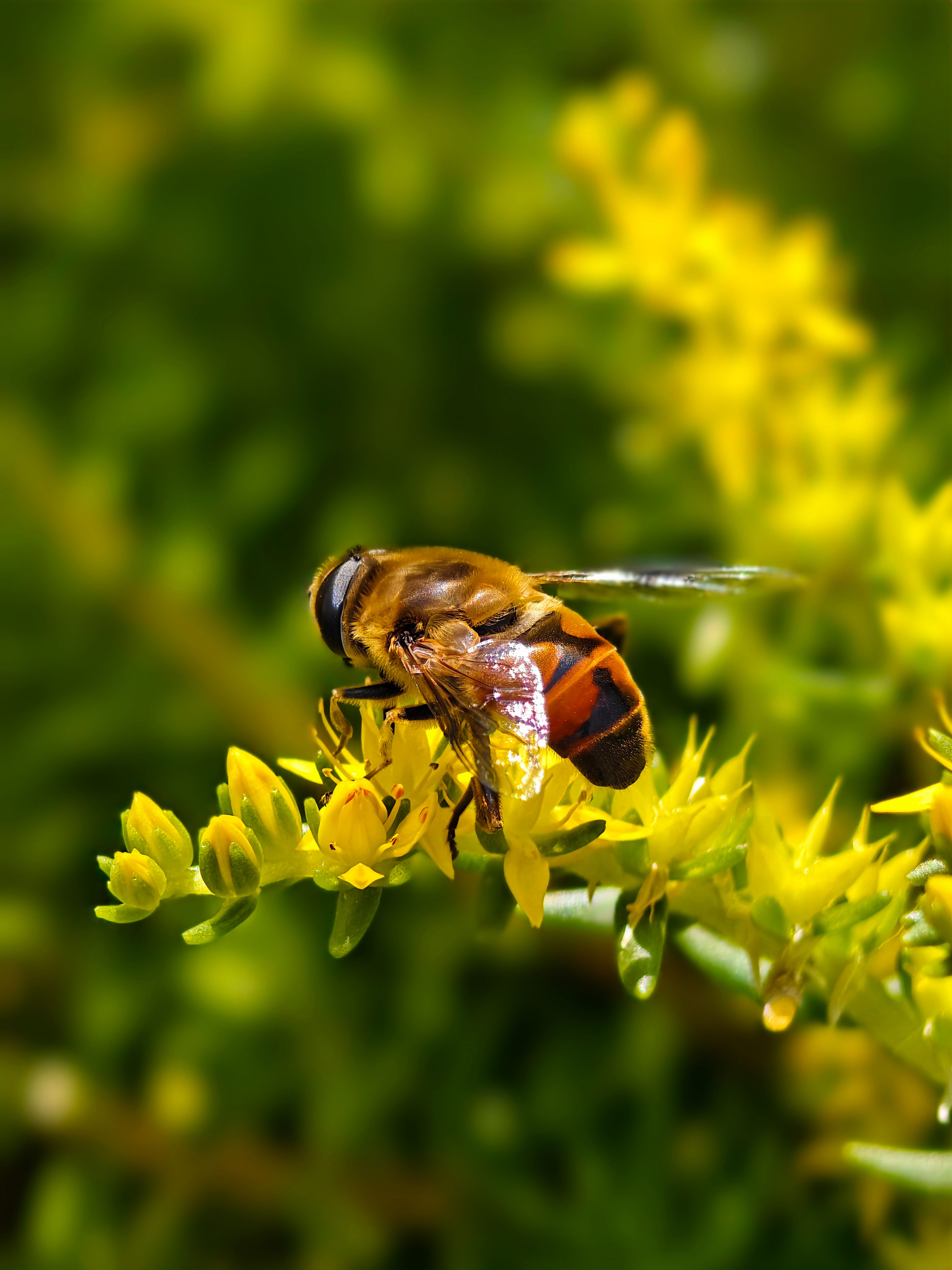 Fotomural Primer plano de una abeja recolectando néctar de flores de color amarillo brillante en un jardín.