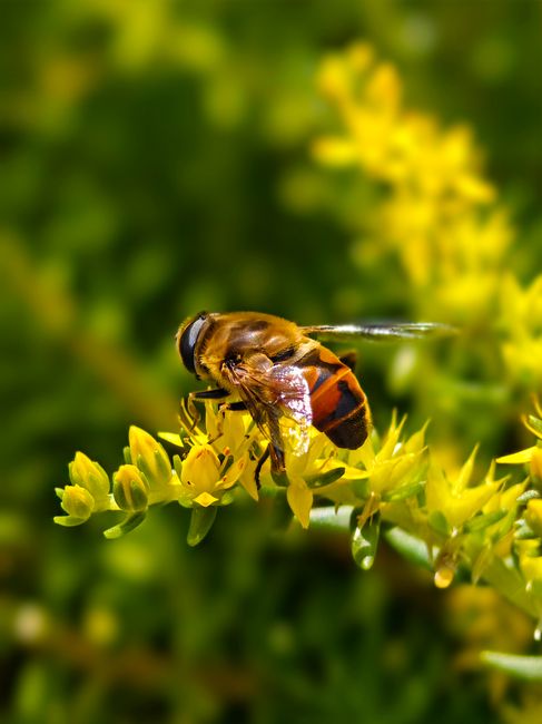 Fotomural Primer plano de una abeja recolectando néctar de flores de color amarillo brillante en un jardín.