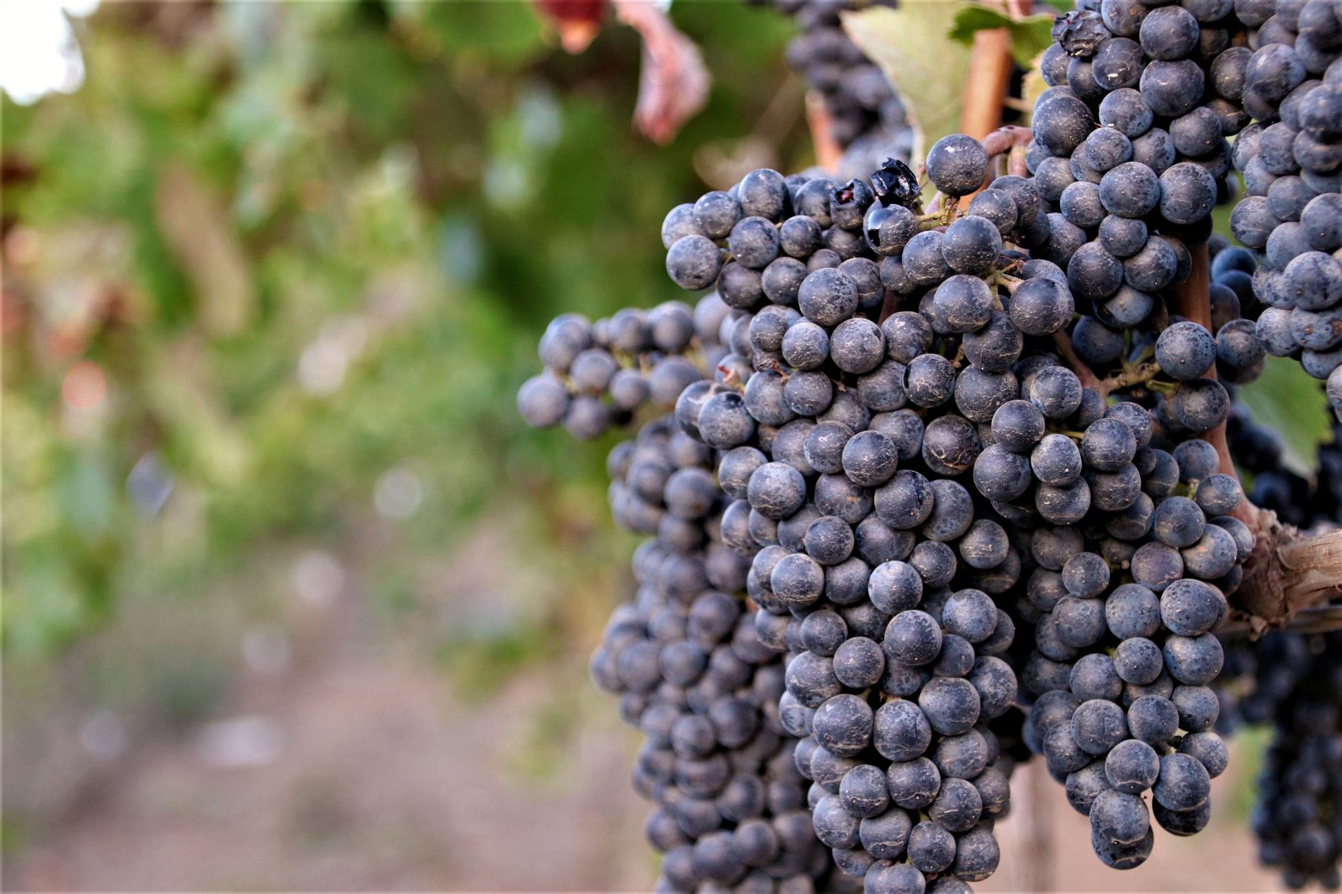 California asks Quebec to return U.S. wine to shelves amid wine industry struggles - Sacramento Bee