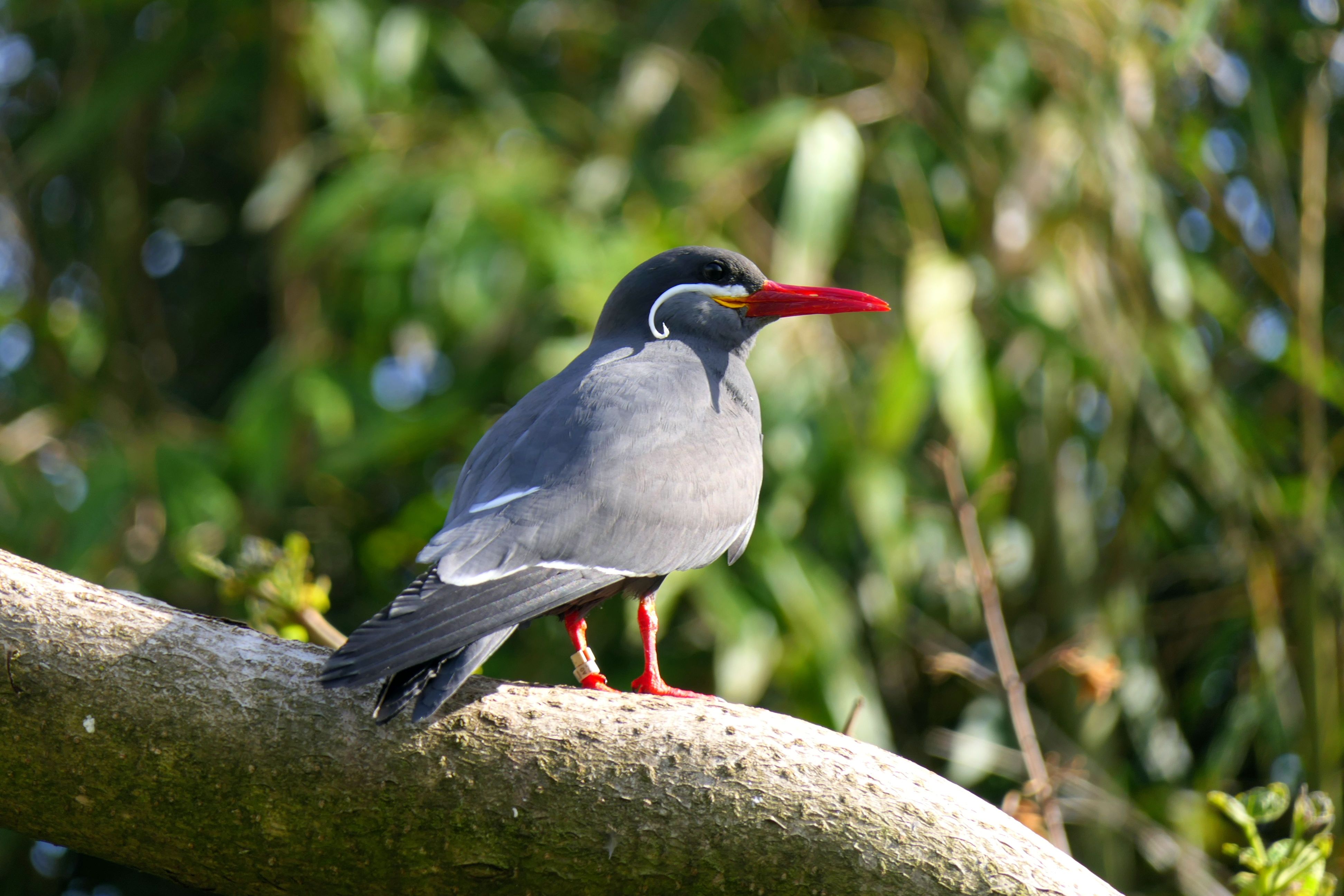 Colorful Inca Tern Perched on a Branch in Nature · Free Stock Photo