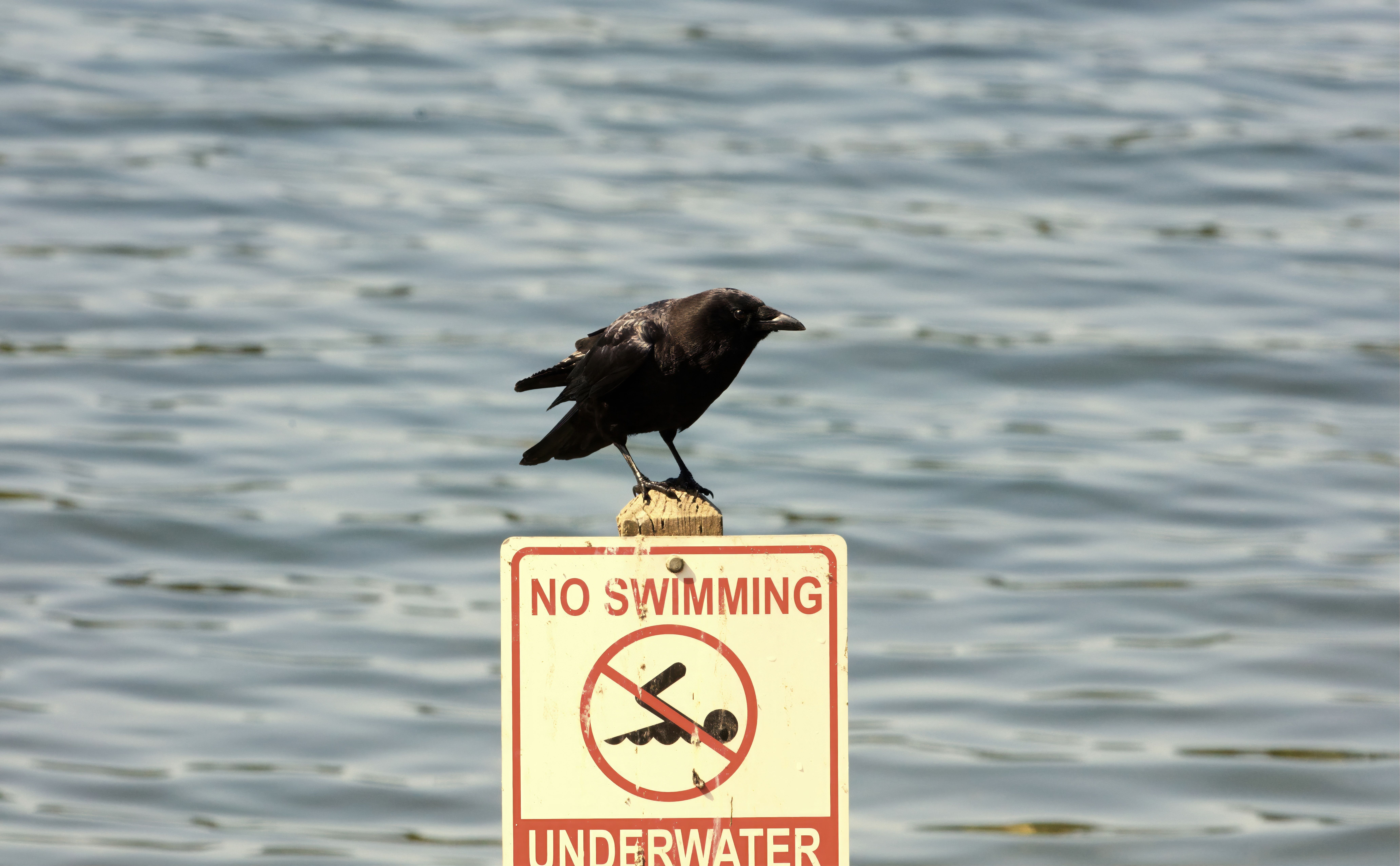 Озеро Задорожнє закрили для купання: причини та безпека — lake swimming prohibition warning