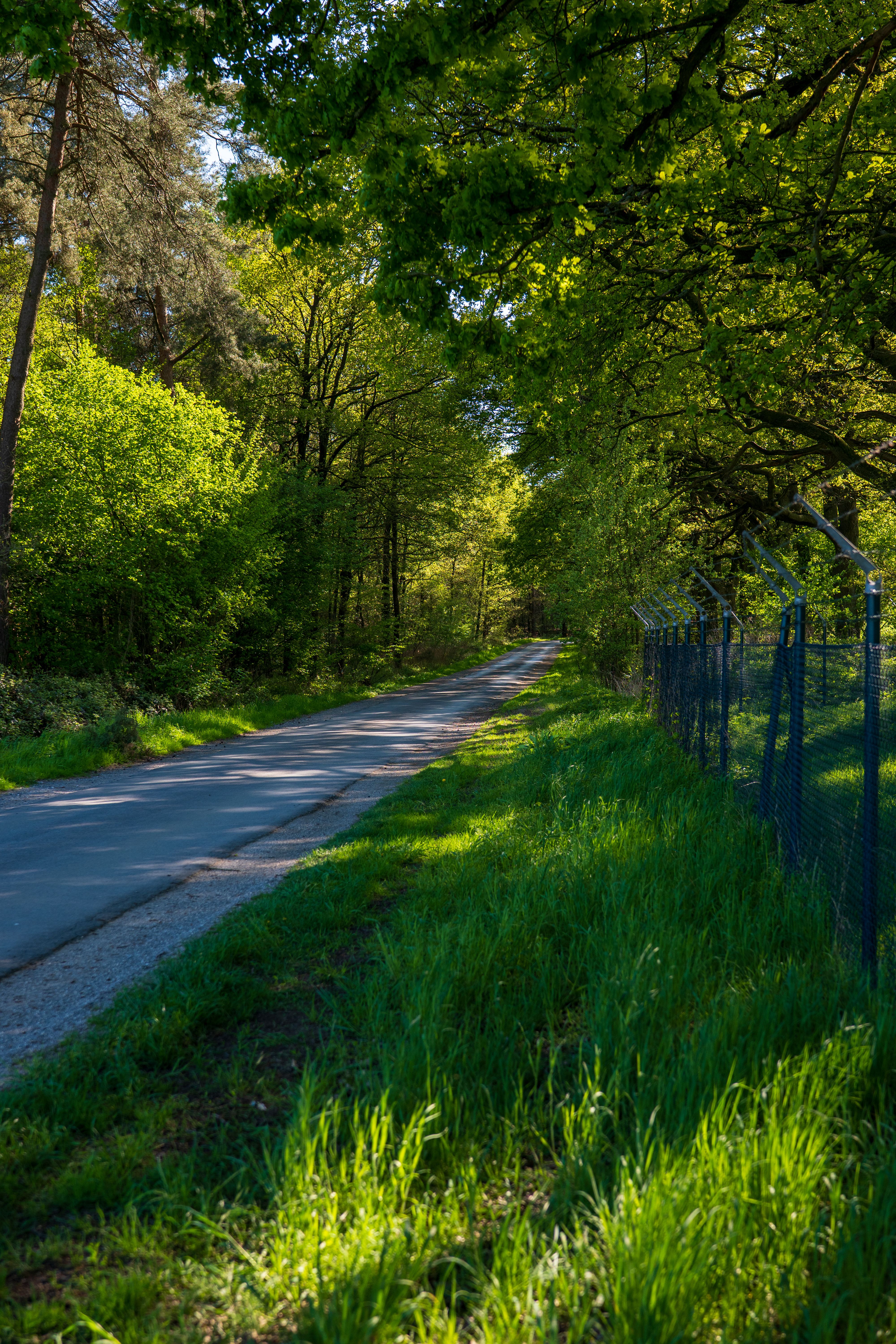 Peaceful Forest Road in Springtime Sunlight · Free Stock Photo