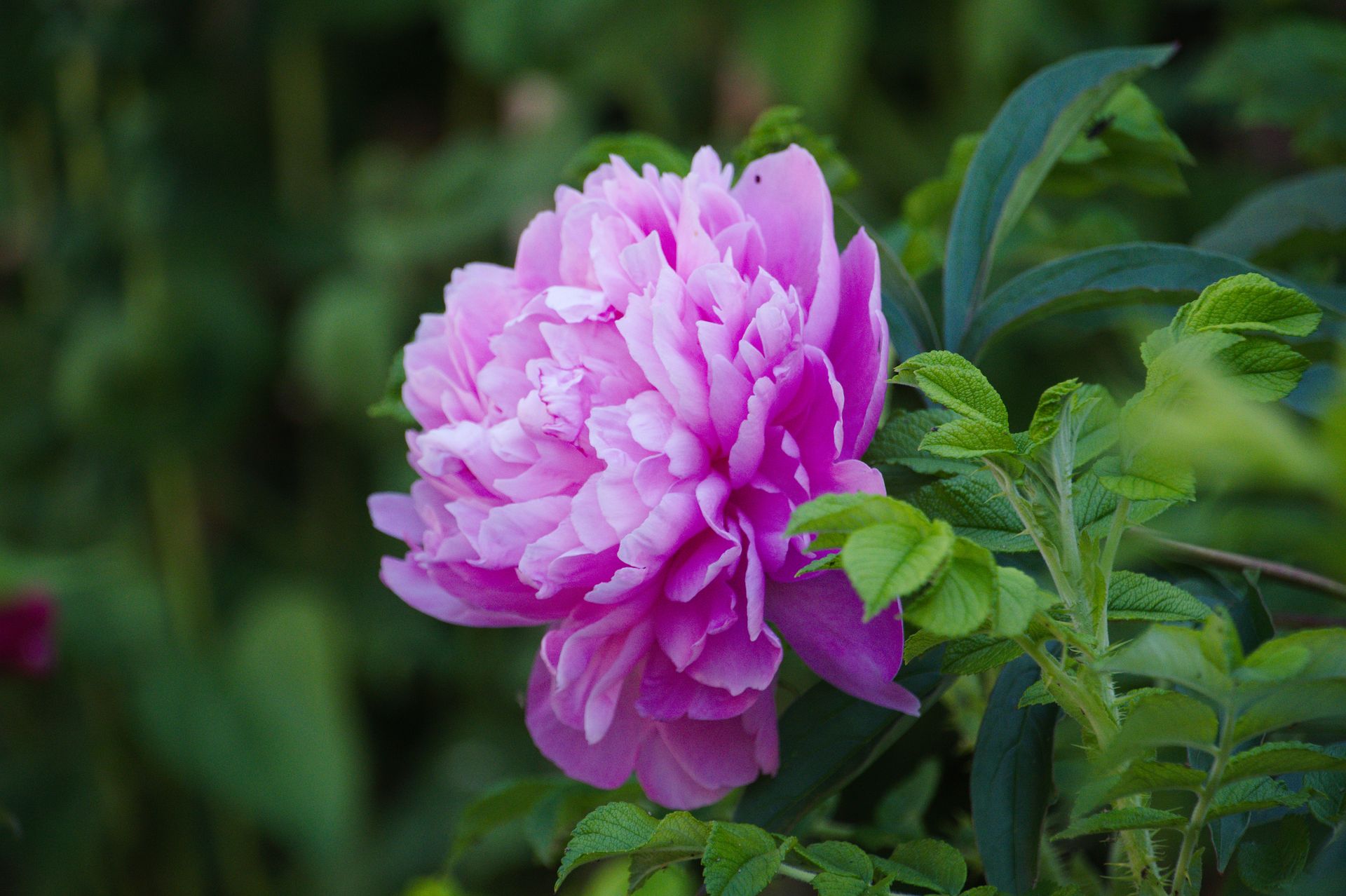 Close-up of a vibrant pink peony flower blooming in lush green garden setting.