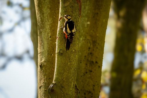 Free Great spotted woodpecker perched on a tree trunk in a forest during spring. Stock Photo