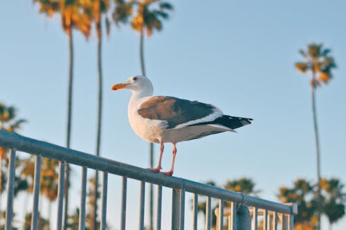 Zdjęcie Ptaka Siedzącego Na Poręczy
