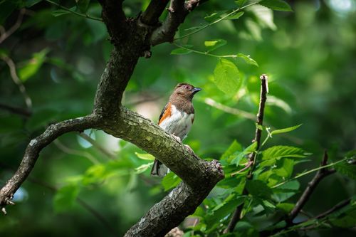Free A close-up of an Eastern Towhee perched on a branch in an Atlanta forest during spring. Stock Photo