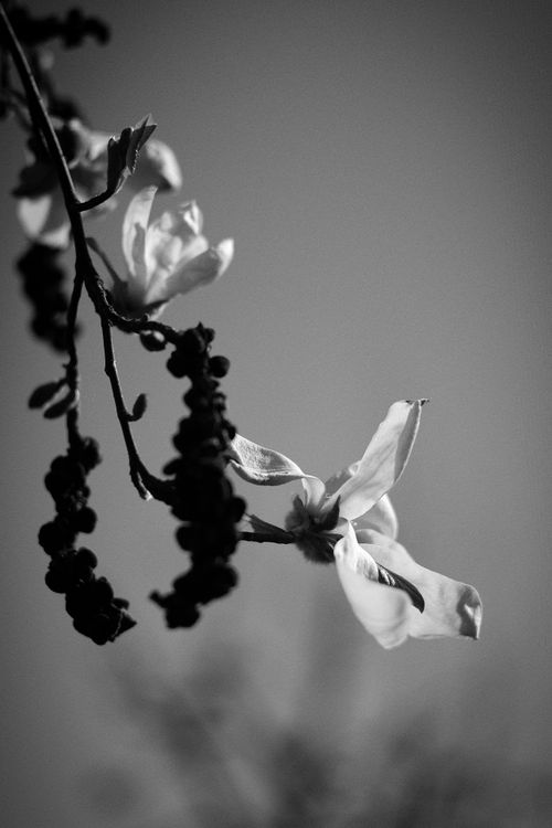 Free Artistic black and white photo of magnolia blossoms on a branch. Stock Photo