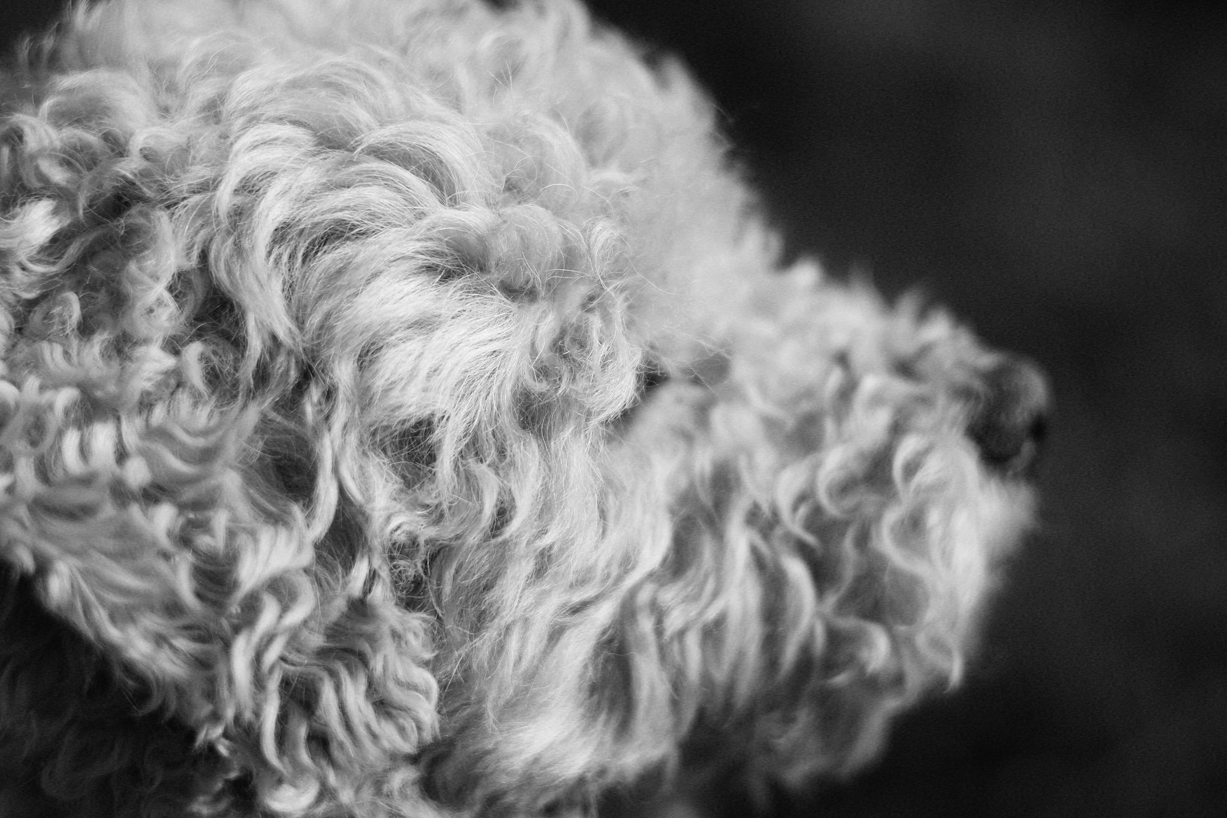 Rapawzel Dog Grooming &amp; Daycare Opens New Location on Manhattan’s Upper West Side — Photo by Anna on Pexels