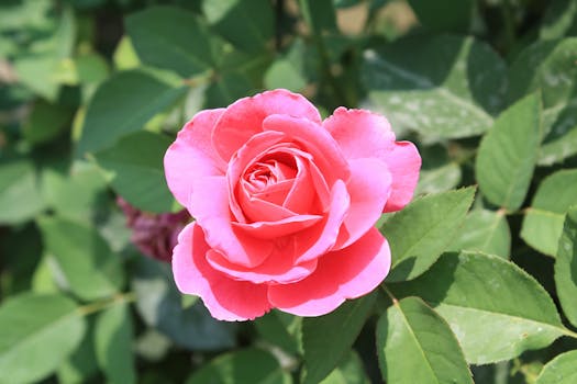 Close-up of a vibrant pink rose in full bloom amidst green foliage in a summer garden.