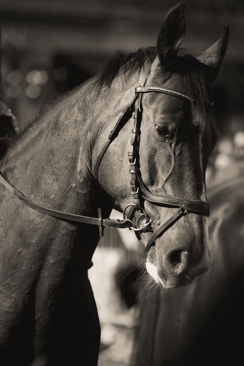 Elegant horse portrait