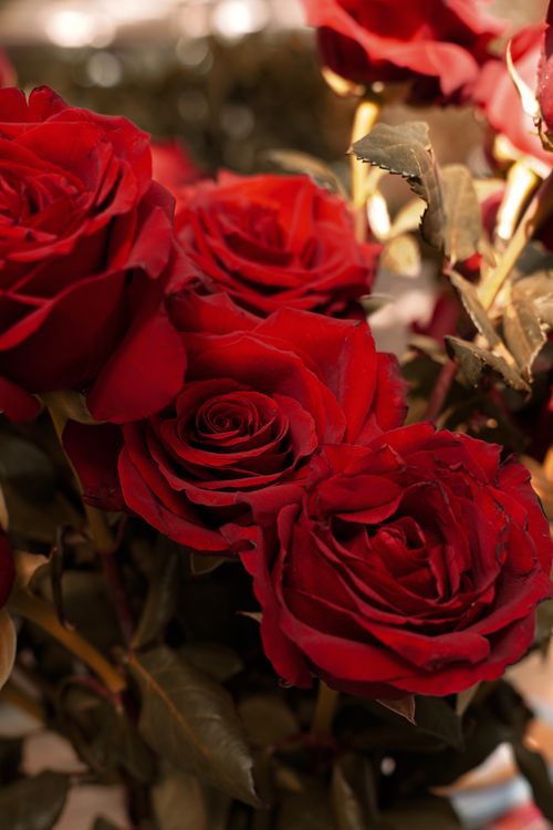 Free Beautiful cluster of red roses illuminated by soft natural light, evoking romance and passion. Stock Photo