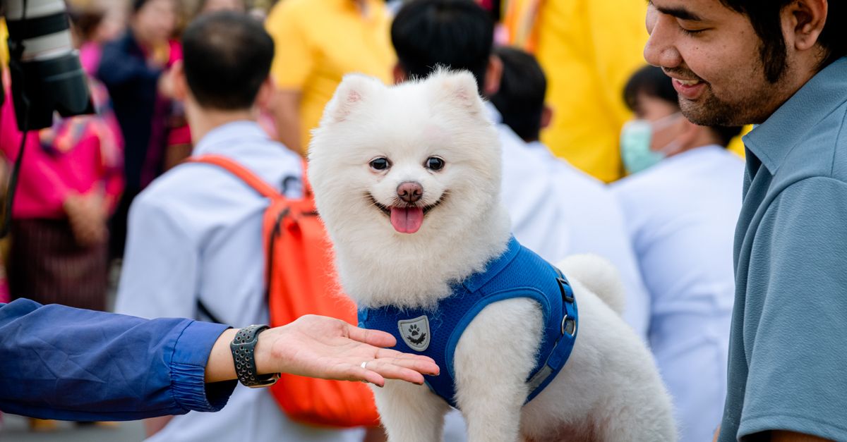 Pet Advocacy: How to Get Involved