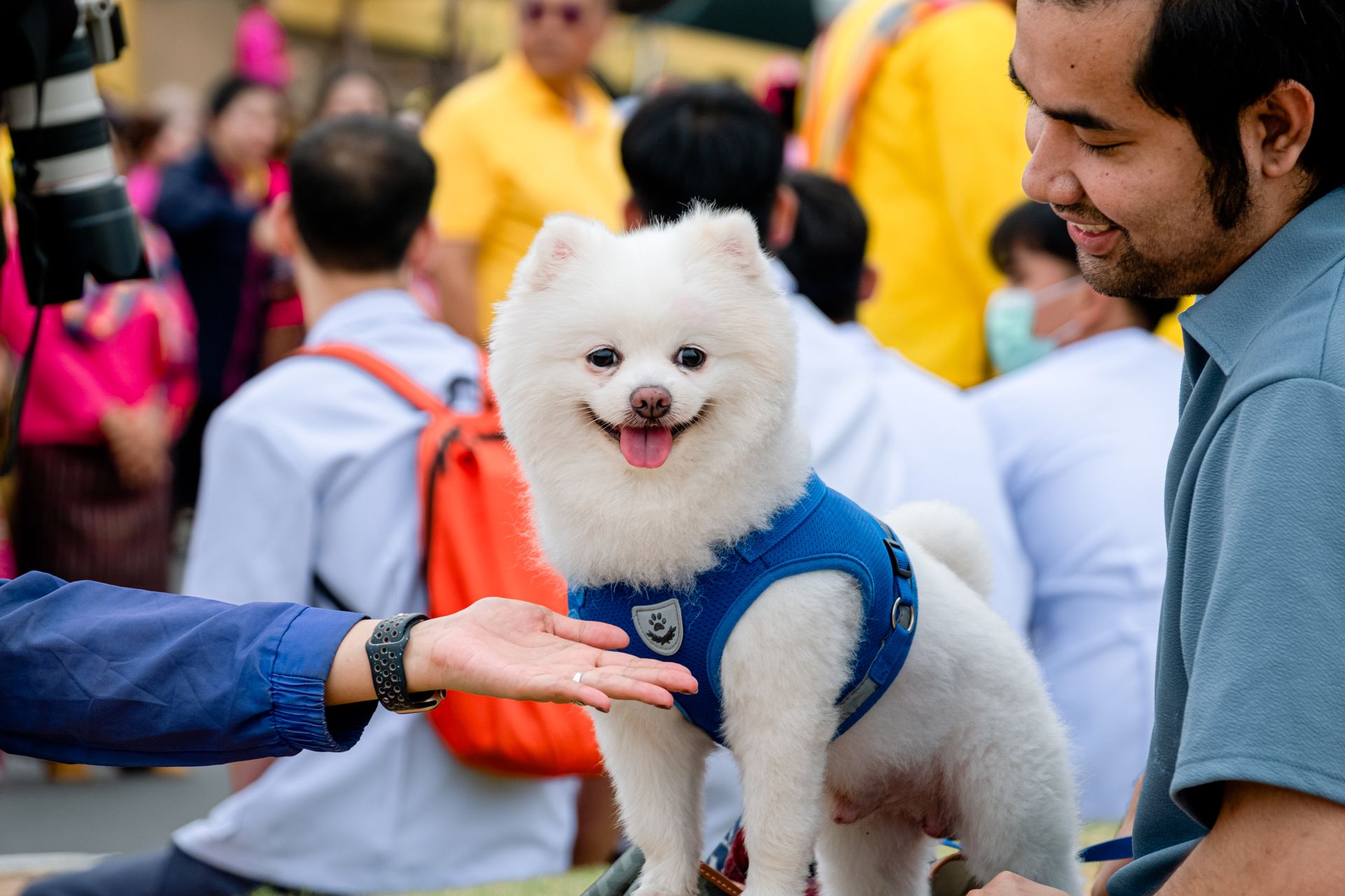 Adorable Pomeranian dog in a harness interacting with people at a lively outdoor event.