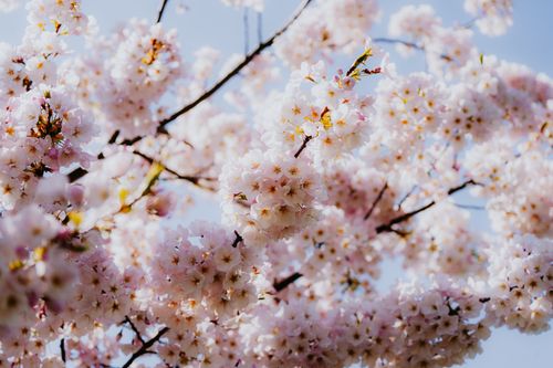Free Gorgeous cherry blossom flowers blooming in spring with clear blue sky. Stock Photo