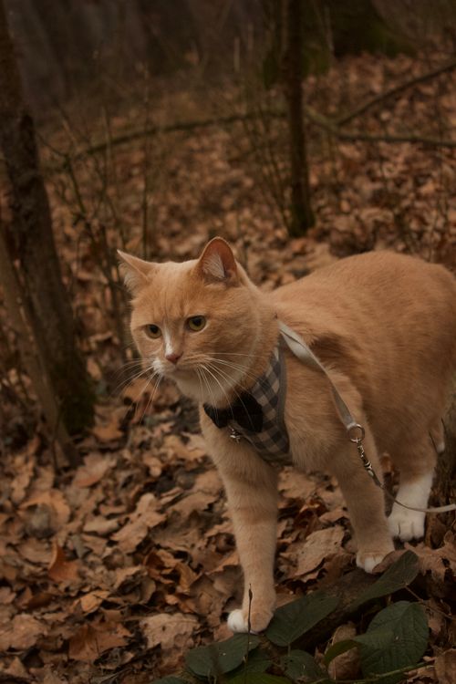 Free Ginger cat walking on a leash in a fall forest setting with leaves Stock Photo
