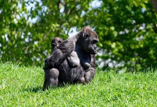 Lake Bunyonyi island canoe — Uganda — Bwindi Gorillas
