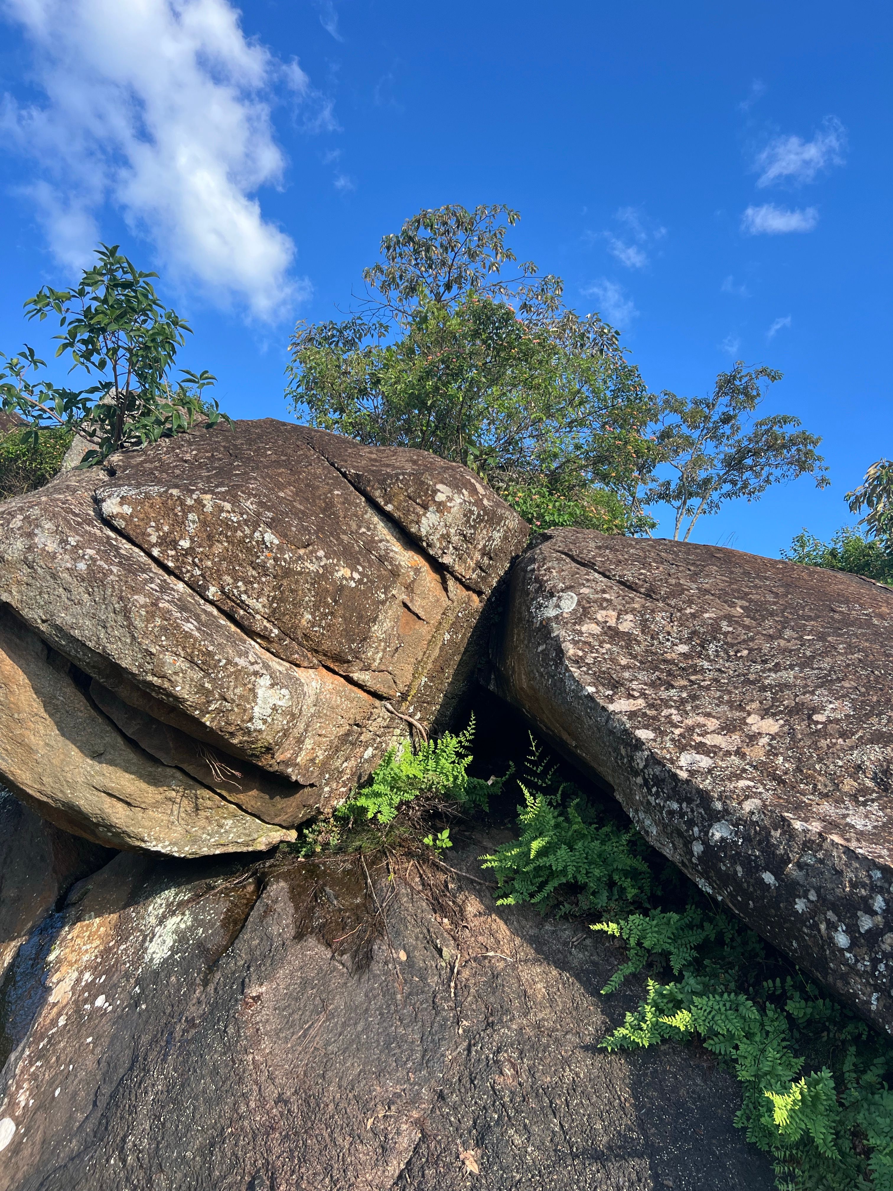 Explore a rocky landscape with lush green ferns and vibrant blue sky, embodying nature's beauty.