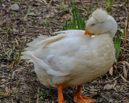 A domestic white duck preening with lush feathers, standing outdoors.