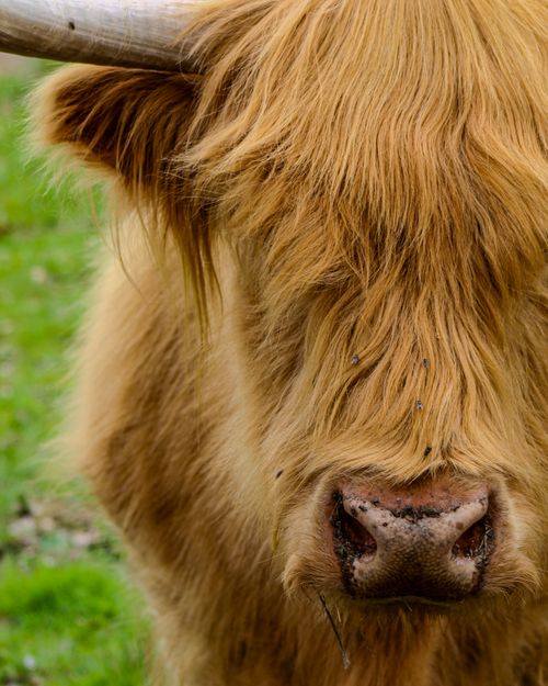Free Detailed close-up of a Highland cow's head with shaggy fur and distinctive horns in a grassy setting. Stock Photo