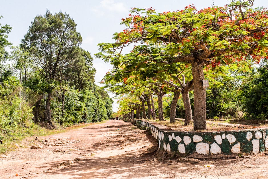 Beautiful tree-lined path with vibrant foliage in Jos, Nigeria, showcasing nature's beauty on a sunny day.