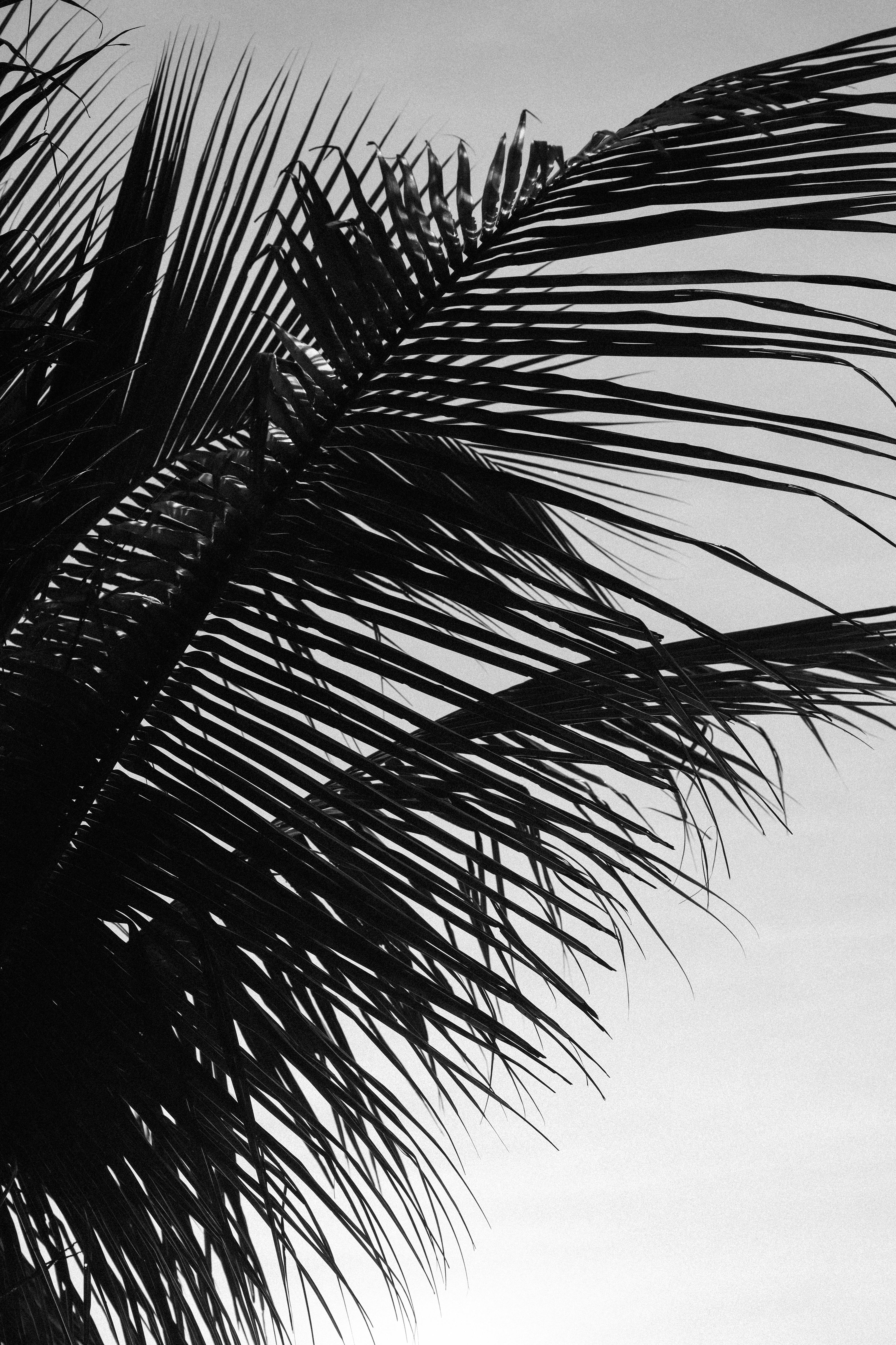 A black and white silhouette of palm leaves in Porto Seguro, capturing tropical tranquility.