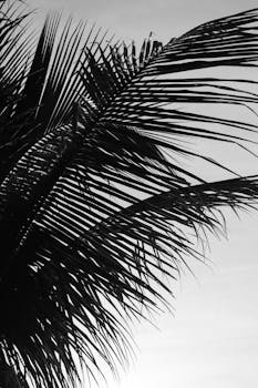 A black and white silhouette of palm leaves in Porto Seguro, capturing tropical tranquility.
