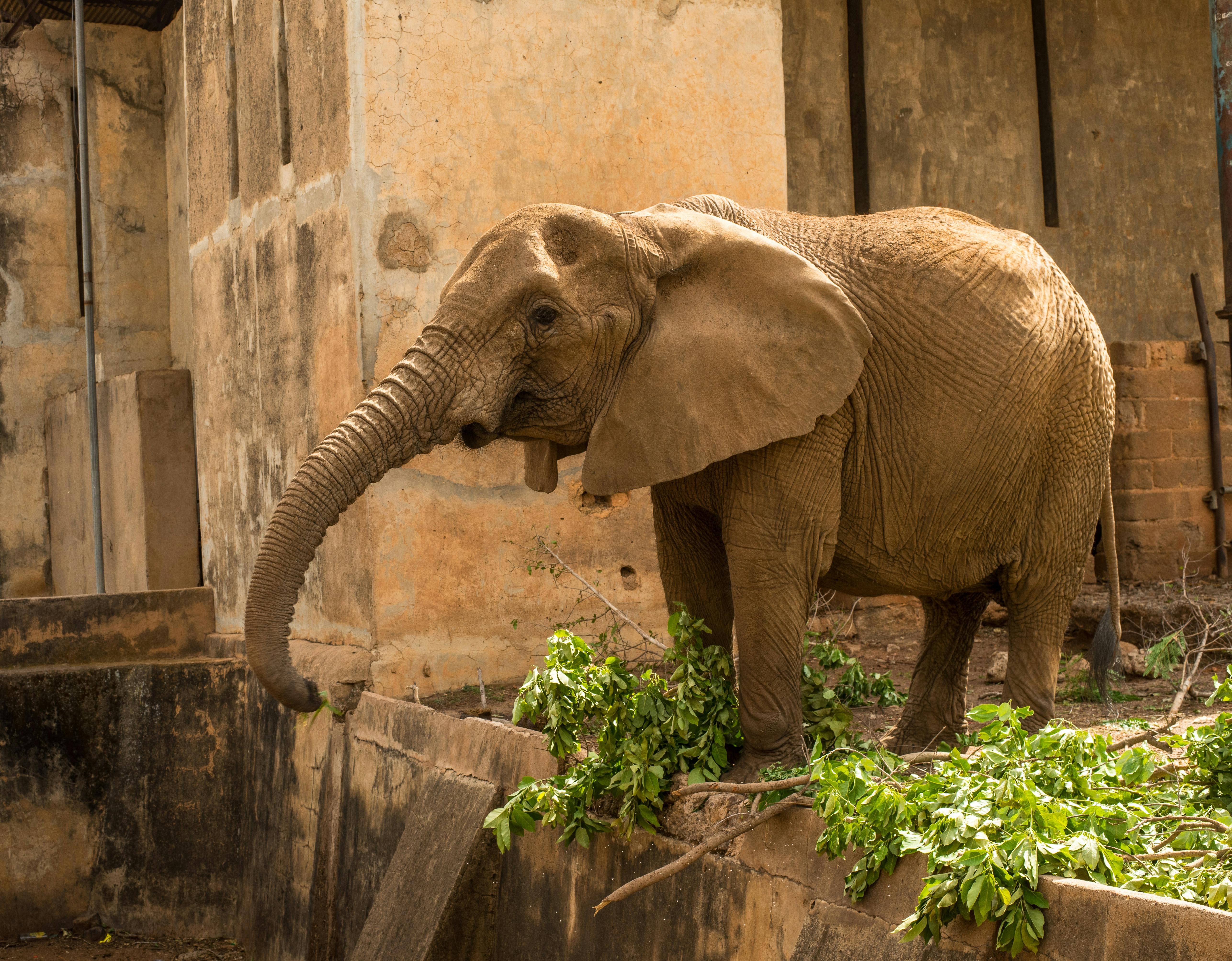 African elephant enjoying greenery at the Jos Wildlife Park in Nigeria.