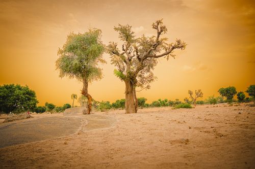 Free Whispers of the wild echo through the trees. Stock Photo