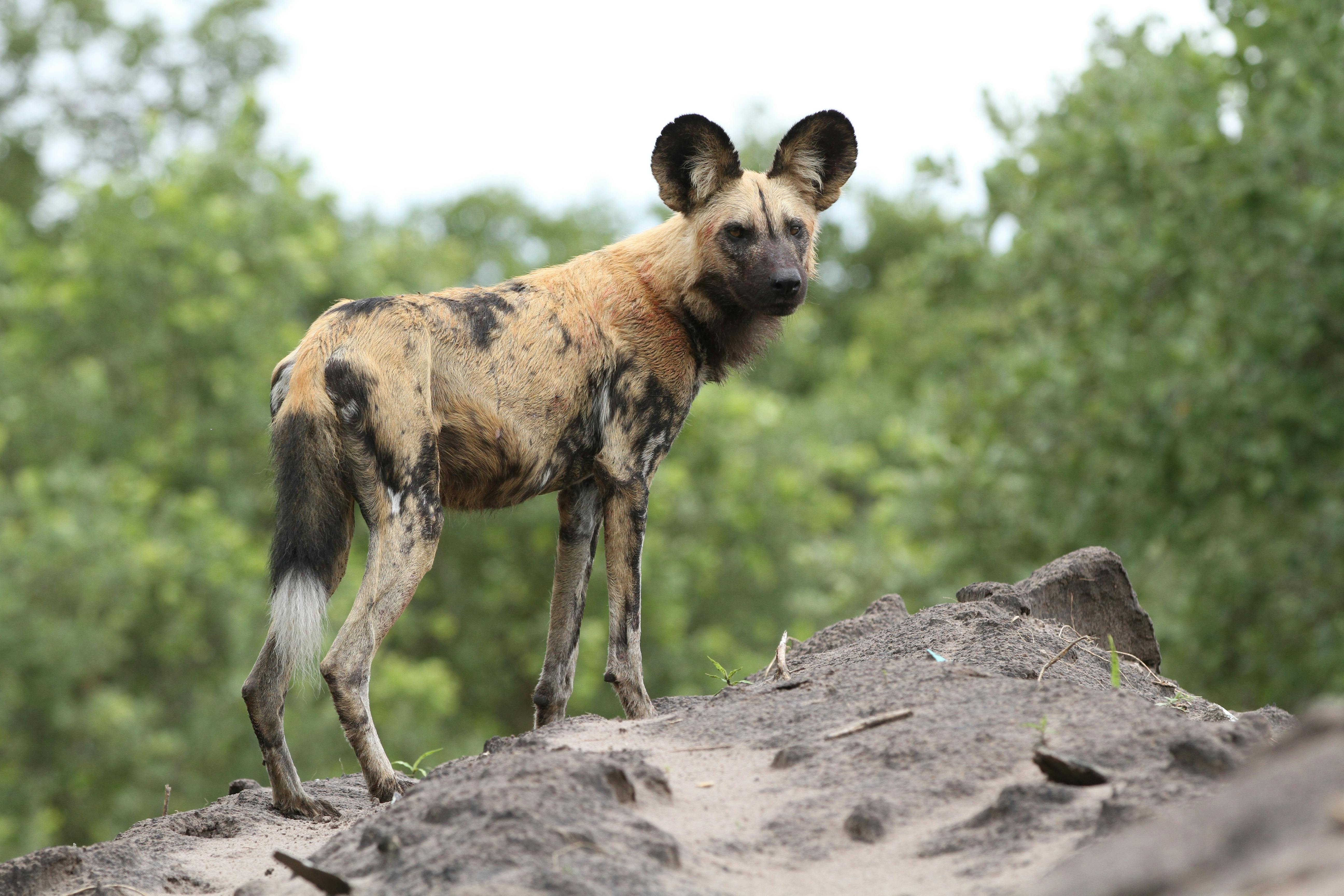Photo of African wild dogs, also called Lycaons