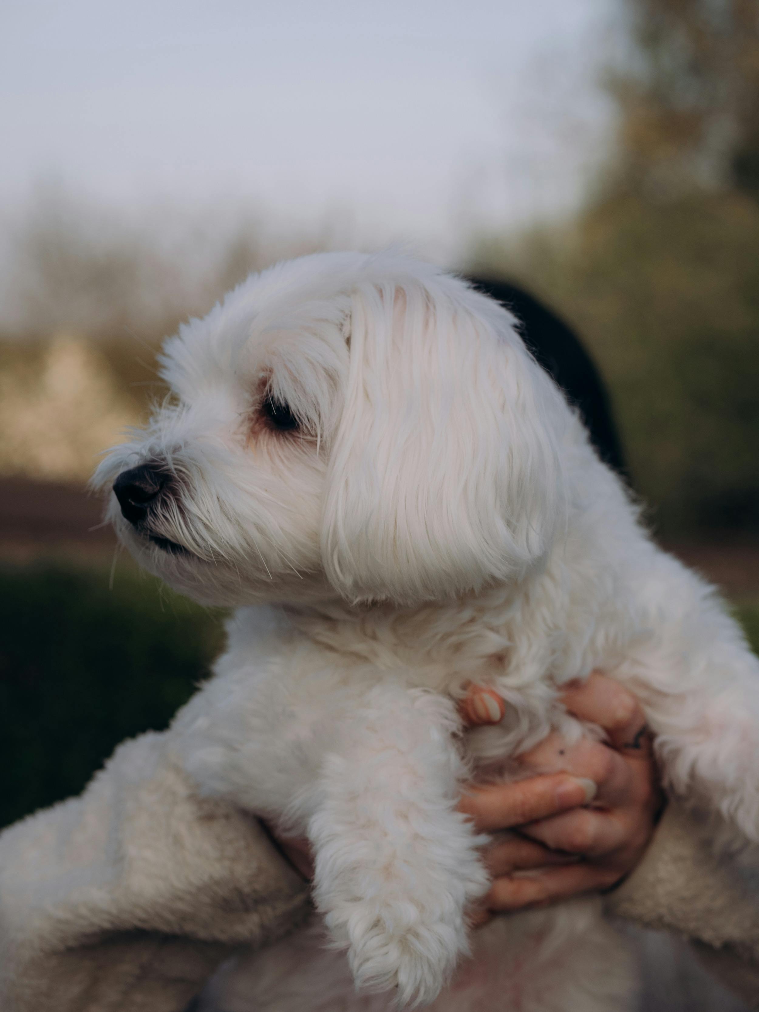 A fluffy white Maltese dog being held outdoors, with a serene background.