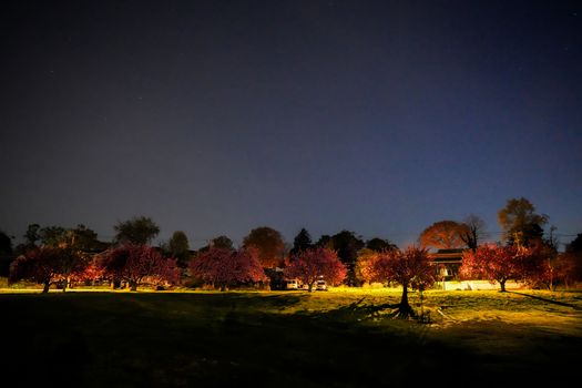 Stunning cherry blossoms illuminated at night in Stamford's Cove Island Park.