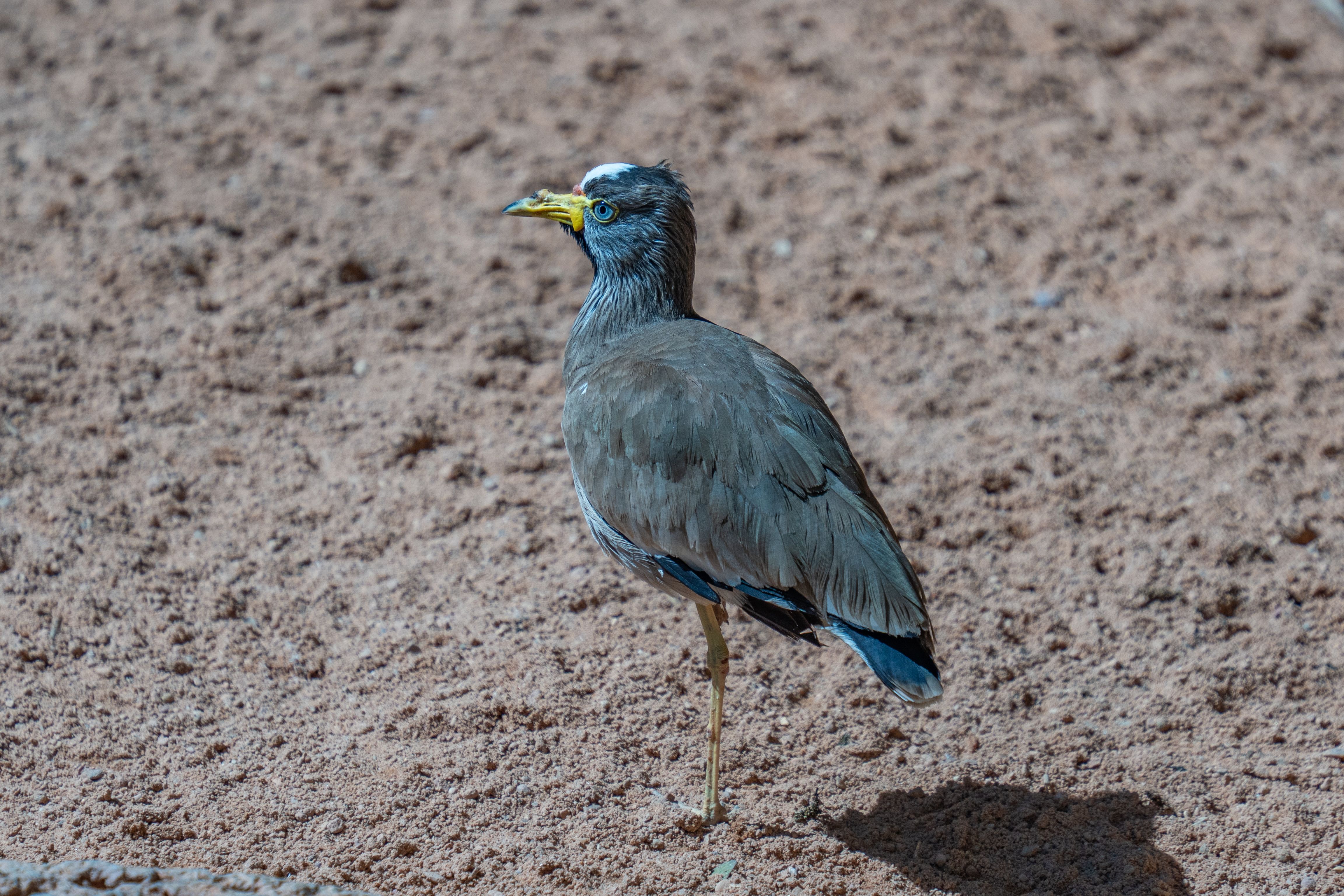 Captured close-up, a Grey-headed Mynah stands on sandy terrain during daylight.