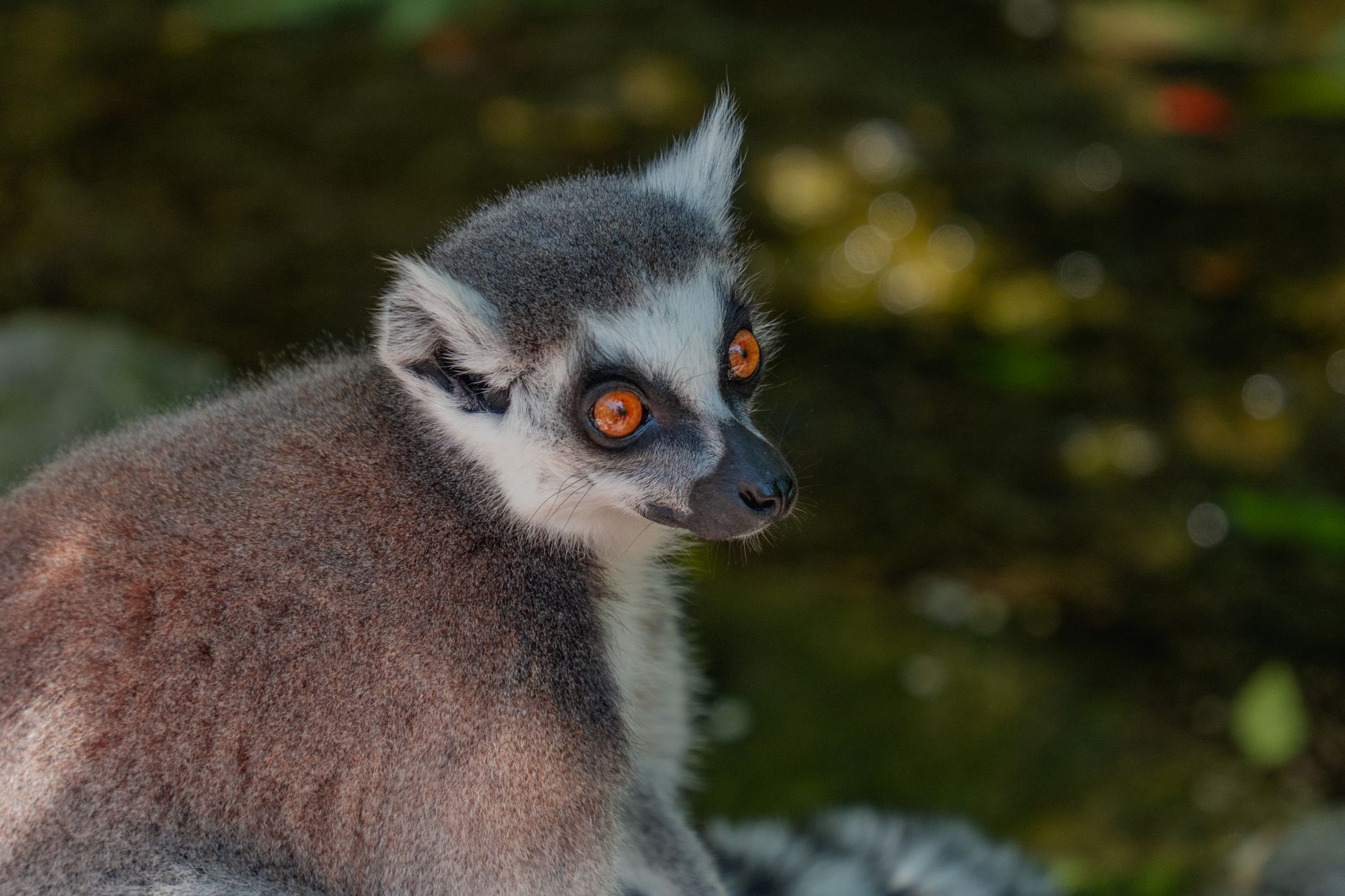 Madagascar, Madagascar
