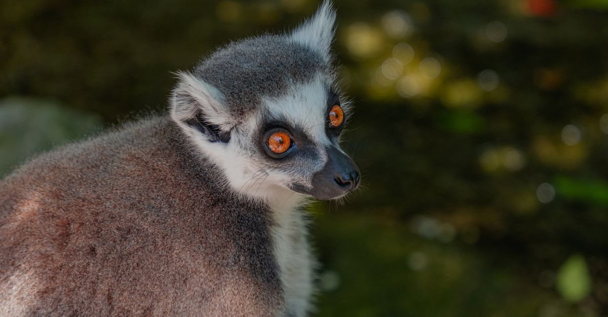 lemurs