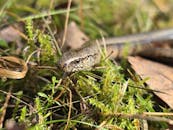 Close-up of a snake in Swedish mossy terrain