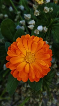 Close-up of a vibrant orange calendula flower with lush green leaves, captured in natural outdoor lighting.