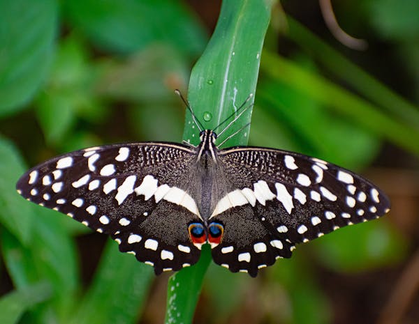 Okavango Delta Safari