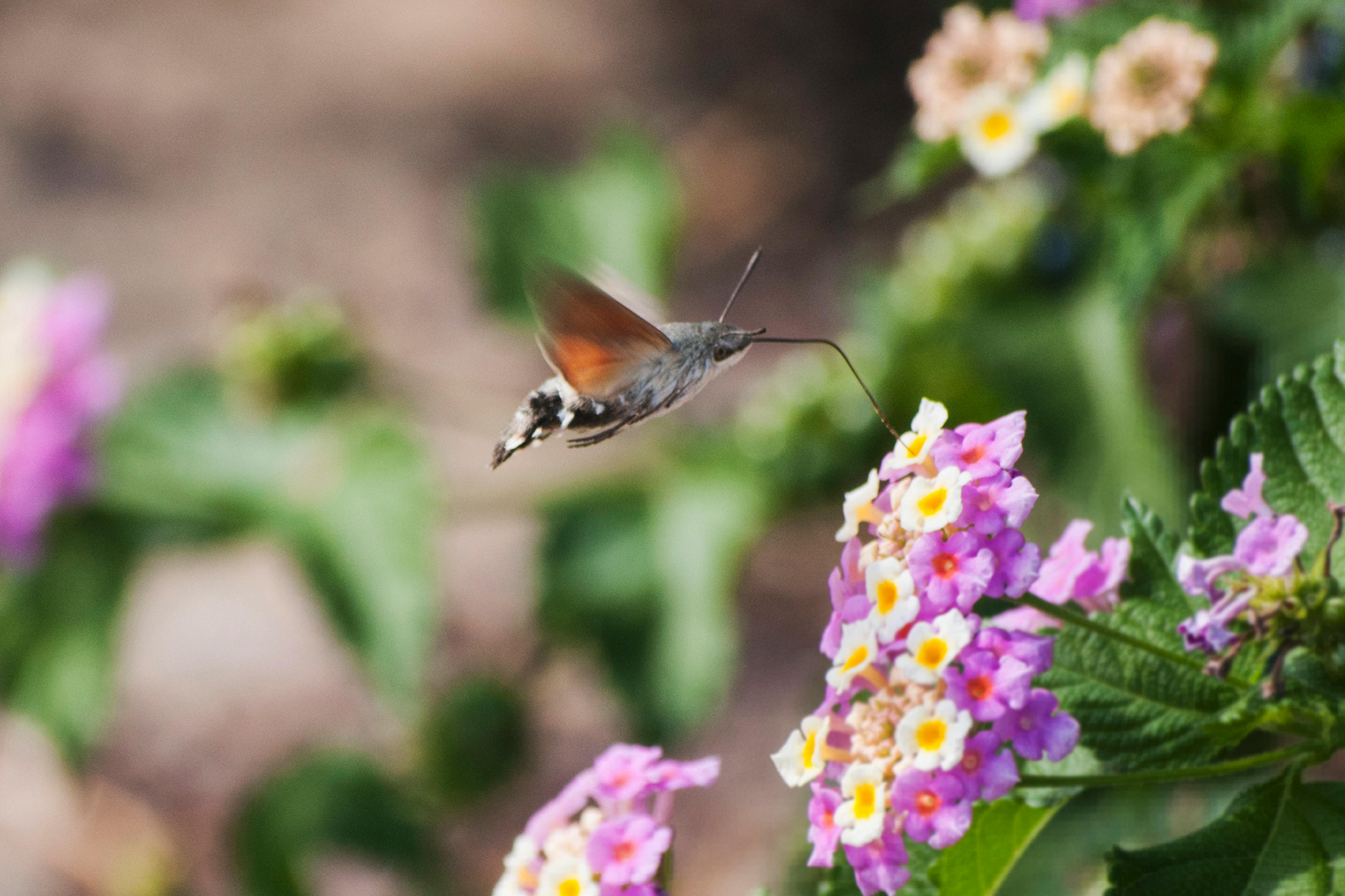 Butterfly feeding colorful blooming flower nectar in garden in summer